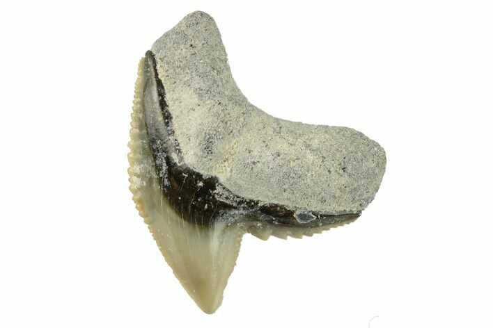 Colorful, Fossil Tiger Shark Tooth - Bone Valley, Florida #260253